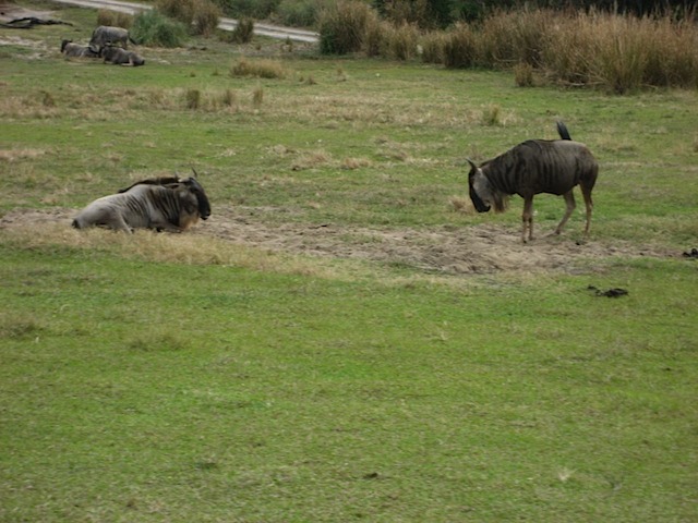 08Christmas121508_05